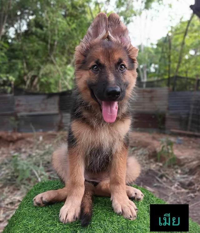 สุนัข German Shepherd หาบ้าน 4