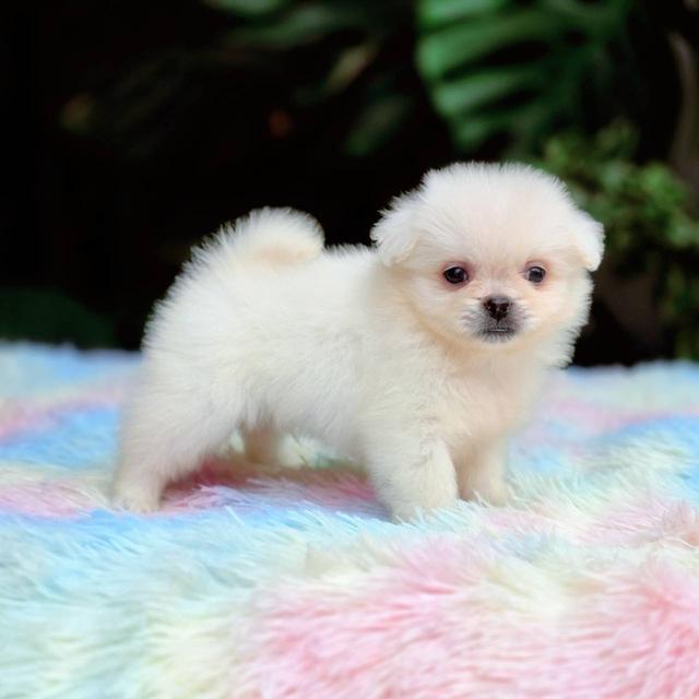 ปอมผสมชิวาวาเพศผู้ 3