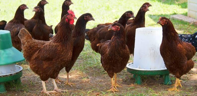 ไก่ไข่พันธุ์ไฮบริด Hybrid Breeds  2