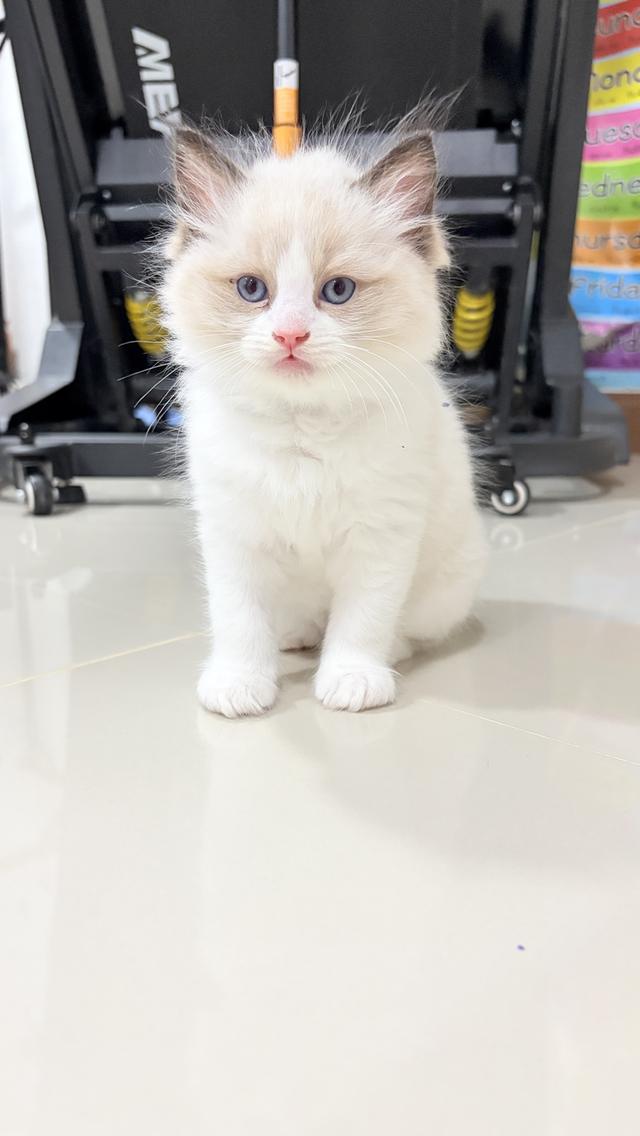น้องแมวสายพันธุ์ Ragdoll เพศผู้ น้องรักขี้อ้อน เป็นมิตรกับทุกคน รูปที่ 4