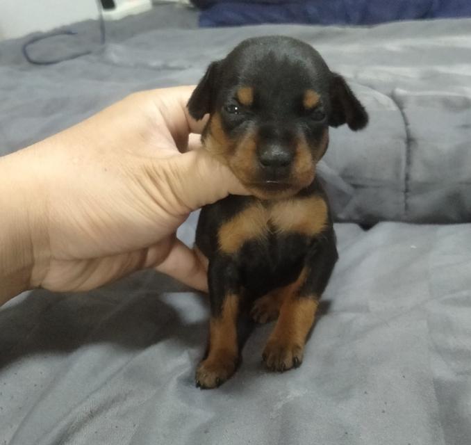 ขาย Miniature Pinscher สมบูรณ์แข็งแรง 5