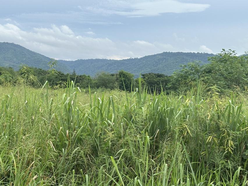 ที่ดินหมูสี วิวเขาใหญ่ 10ไร่ วิวเขาใหญ่สวยมาก ติดเขาลูก บรรยากาศดีมาก ต 4