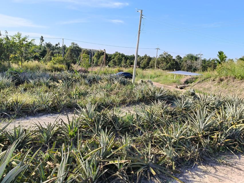 ( ด่วน )ขายที่ดิน อ.แกลง ระยอง ยกแปลง เนื้อที่ 4 ไร่ - 49.6 ตารางวา 10