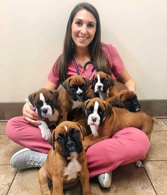 Boxer Puppies For Adoption