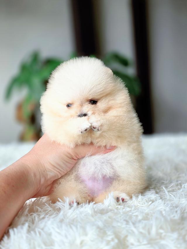 แองเจิ้ลปอมเมอเรเนียนแท้ทีคัพเพศเมีย รูปที่ 7