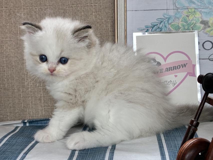 Ragdoll 5