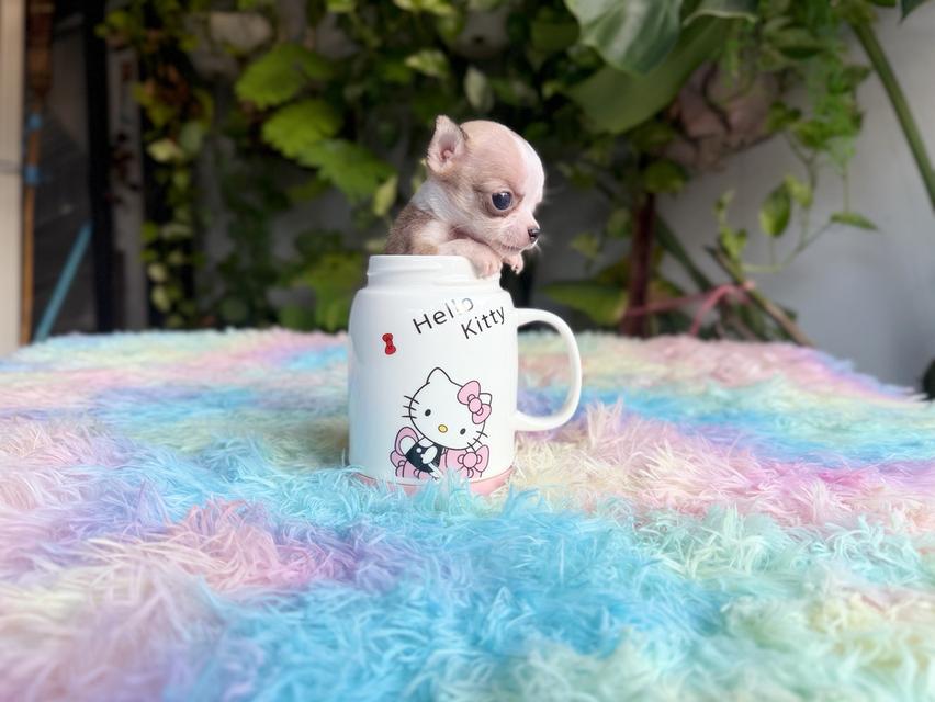 ชิวาวาแท้ขนสั้น เพศผู้