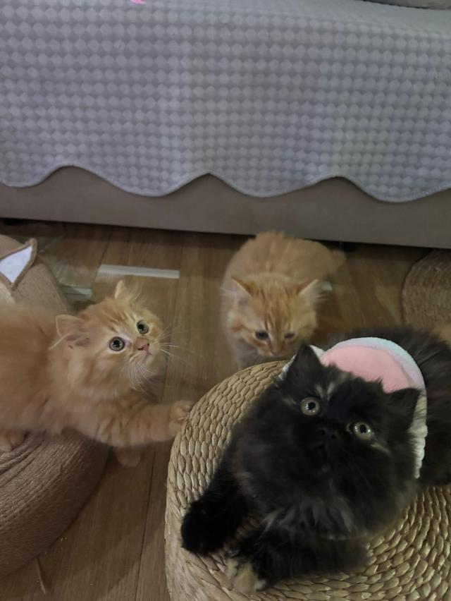 แมว สก๊อตติชผสมเปอร์เซีย