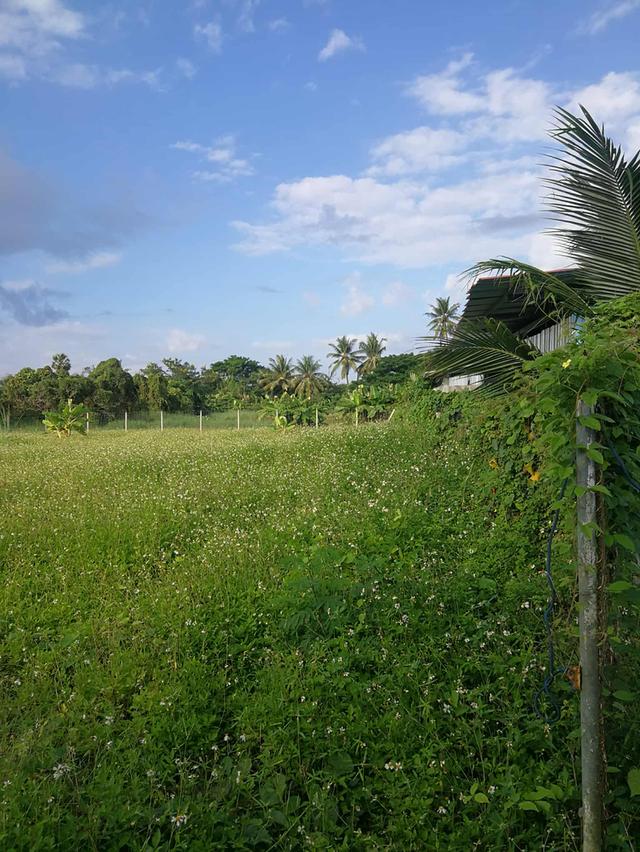 ที่ดิน อ.เมือง จังหวัดลำพูน 3