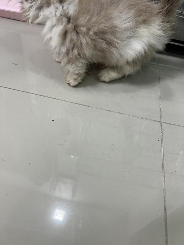 แมวอเมริกันเคิร์ล ขาสั้น 4