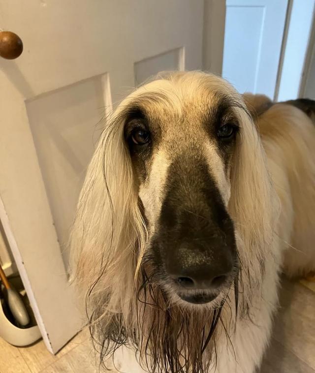 ขาย Afghan Hound ราคาถูก 2