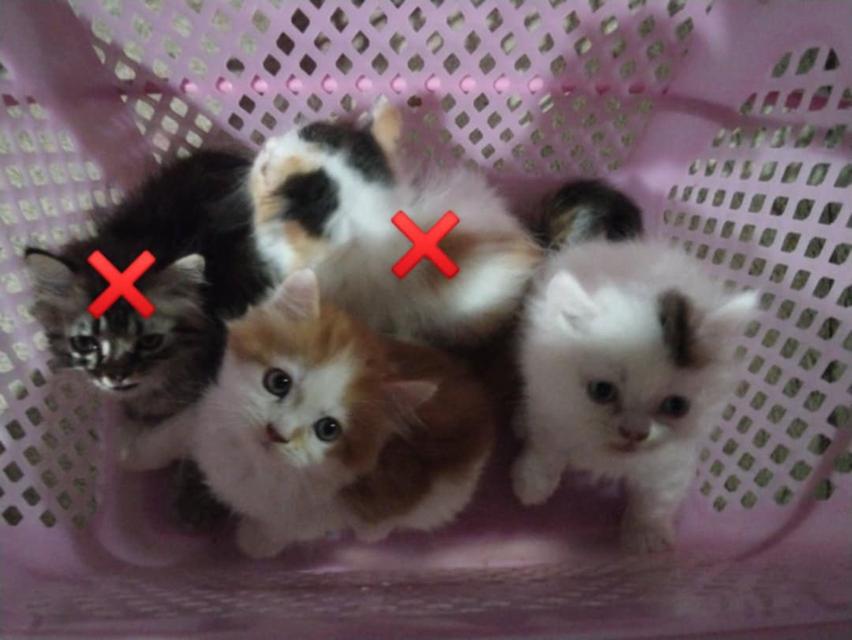แมวเปอร์เซียแท้