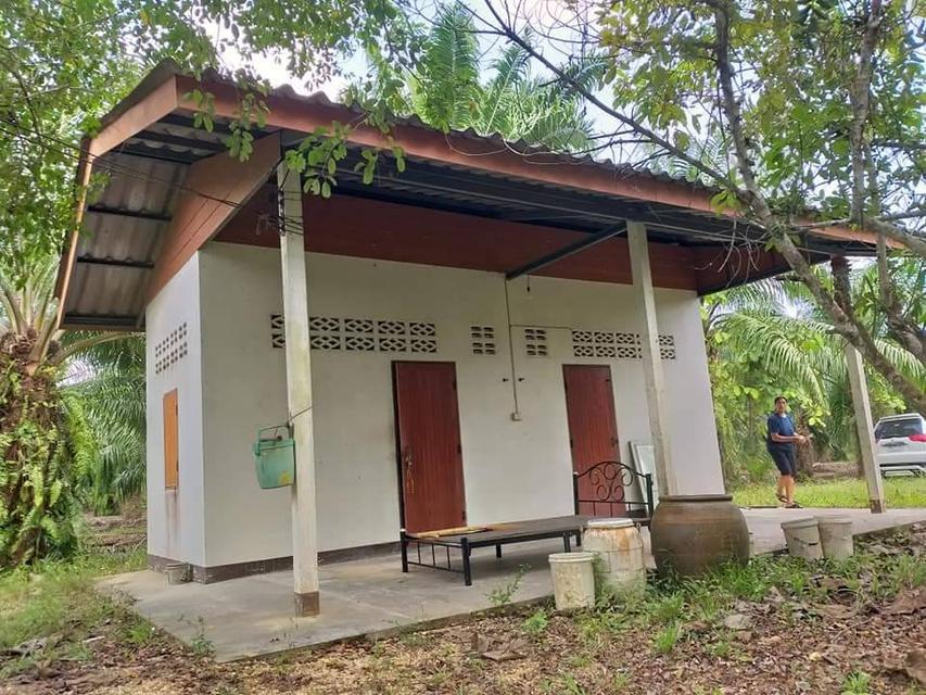 ที่ดิน สวนปาล์มน้ำมัน อ.หลังสวน จ.ชุมพร