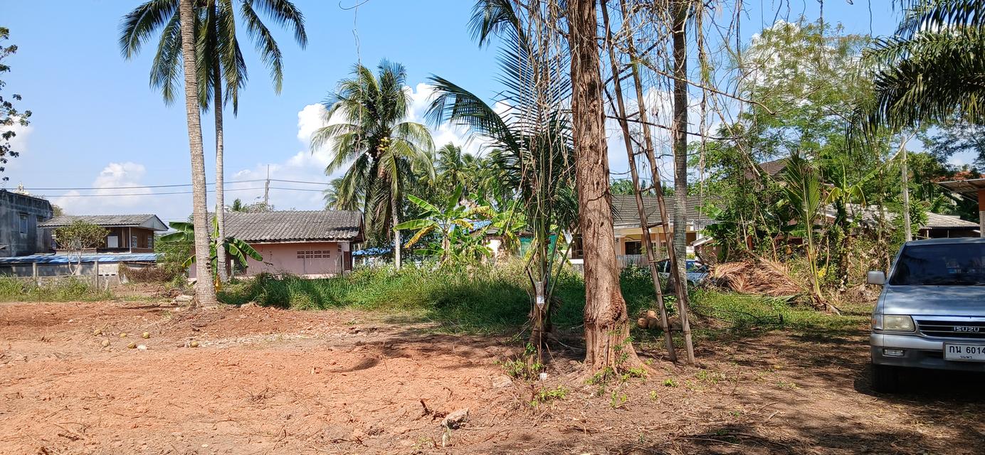 ขายที่ดินเปล่าโฉนด 1 งาน 15.9 ตร.ว. อยู่ในชุมชน ต.นาชะอัง อ.เมืองชุมพร ห่างศาลากลางจังหวัดเพียง 3 กม. ที่เนินปลอดภัยจากน้ำท่วม เจ้าของเองครับ 8