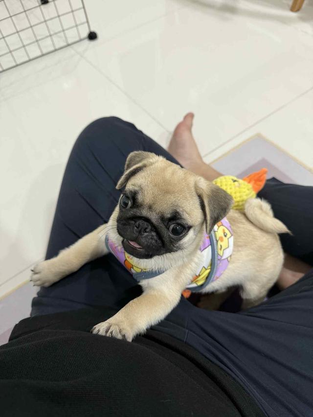 น้องปั๊กผู้ฟญิงหาบ้าน 2