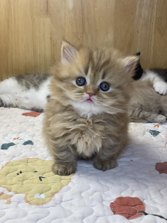 แมวมันช์กิ้น ขาสั้น เพศหญิง รูปย่อยที่ 2