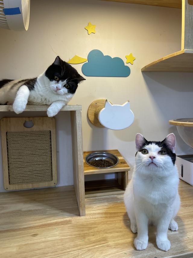 สก๊อตติช