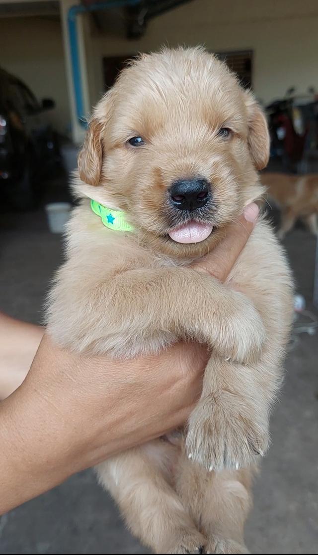 ลูกสุนัข โกลเด้น เพศชาย 1
