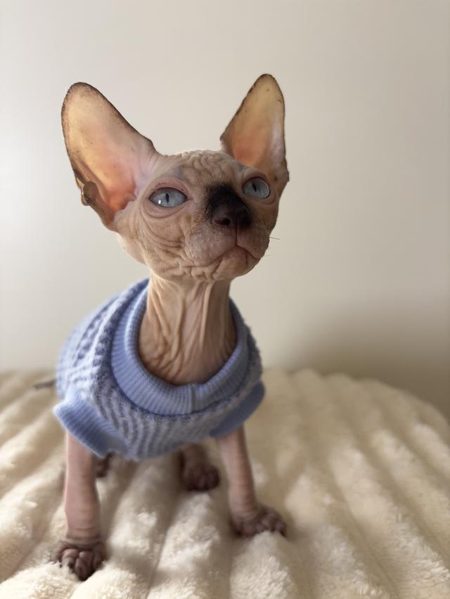 🤍White Sphynx kitten💙