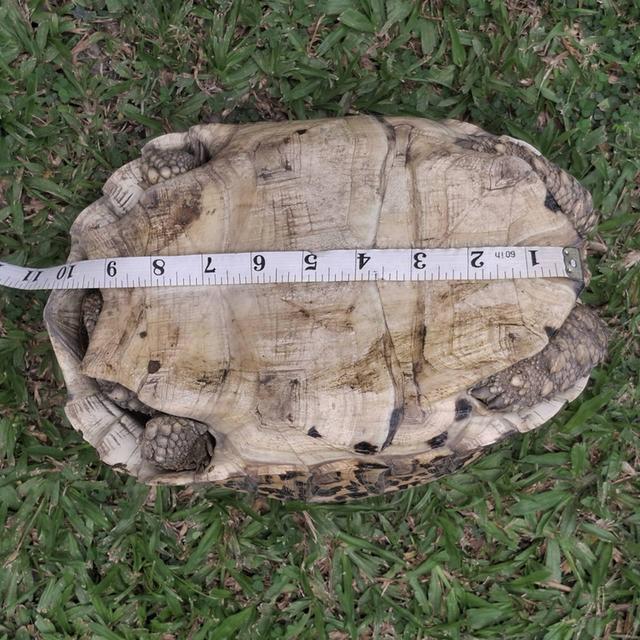 เป็นเต่าเสือดาว เพศผู้ 5