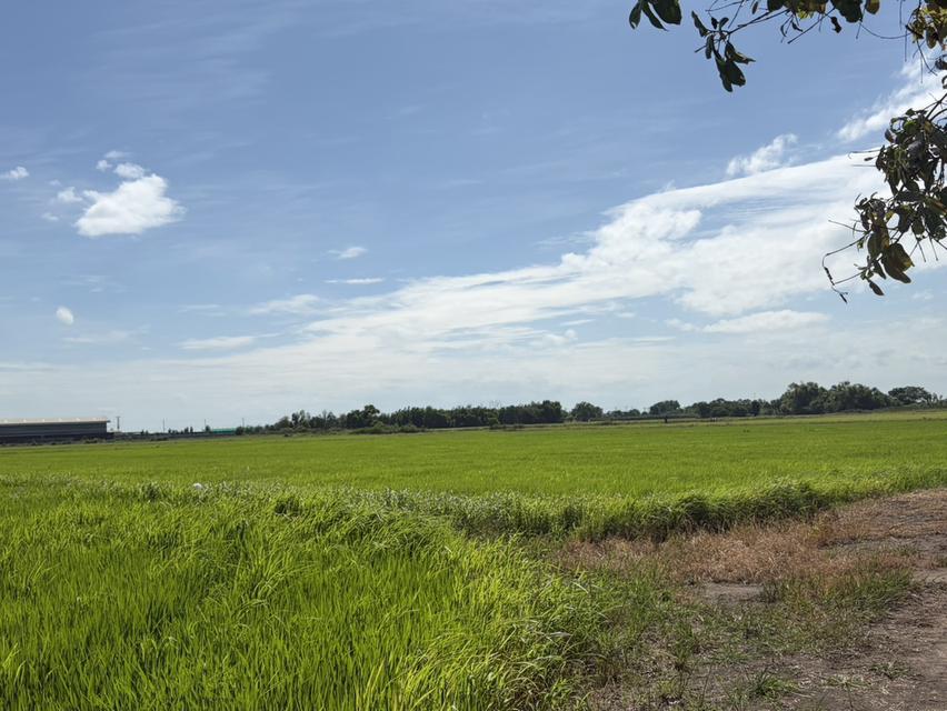 ขายที่นา จ.พระนครศรีอยุธยา (เจ้าของขายเอง) 6