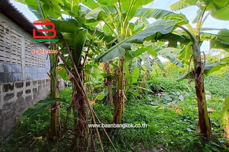 ขาย/เช่า ที่ดินถมแล้ว หมู่บ้านฉัตรหลวง เนื้อที่ 120 ตรว. ถนนกาญจนาภิเษก อ.ไทรน้อย จ.นนทบุรี 3