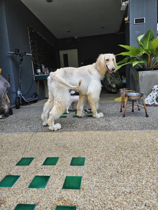 น้องหมาอัฟกันฮาว 2