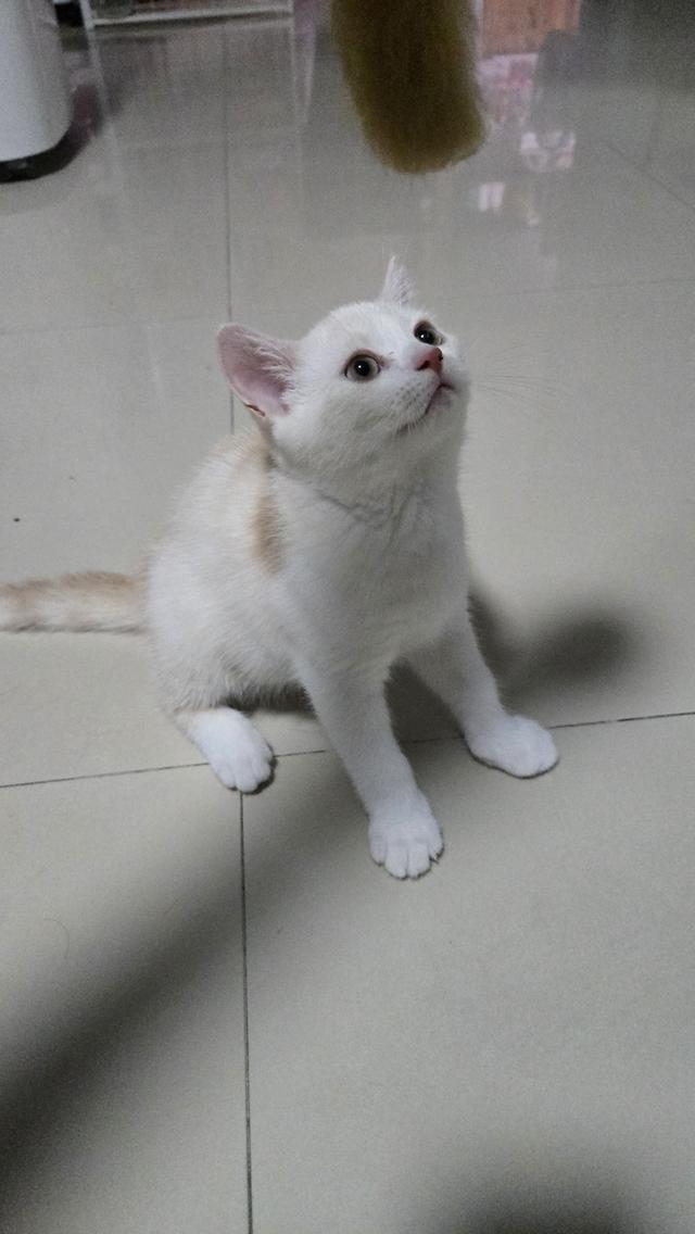 น้องแมวพร้อมย้ายบ้าน 15