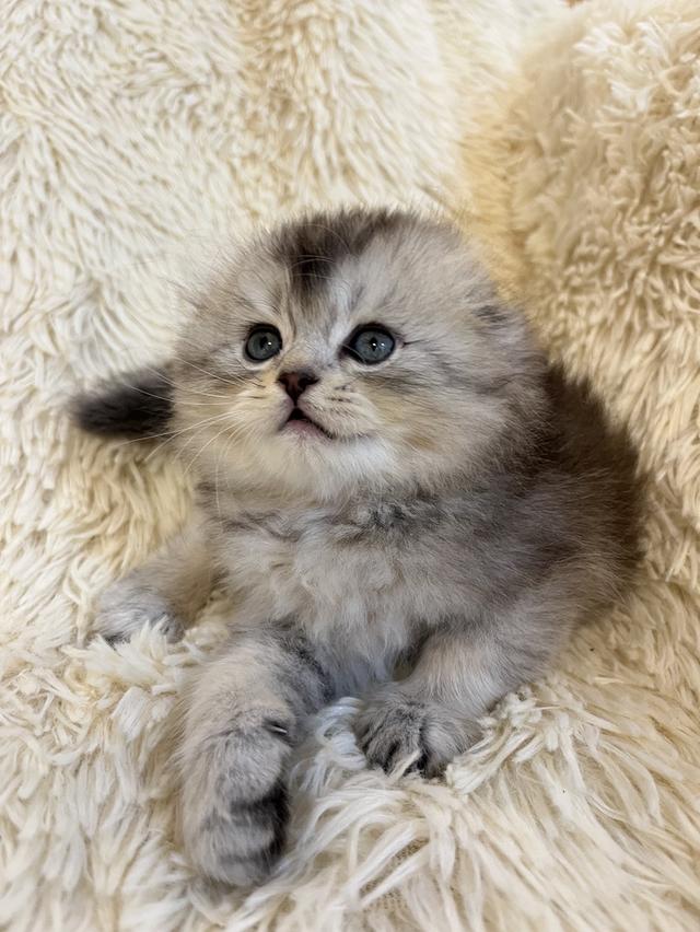 แมว สก๊อตติชขนยาว   🔥🔥🏠🔥 รูปที่ 3