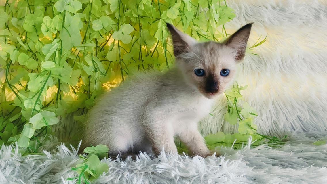 ขายลูกแมววิเชียรมาศชาย รูปย่อยที่ 2