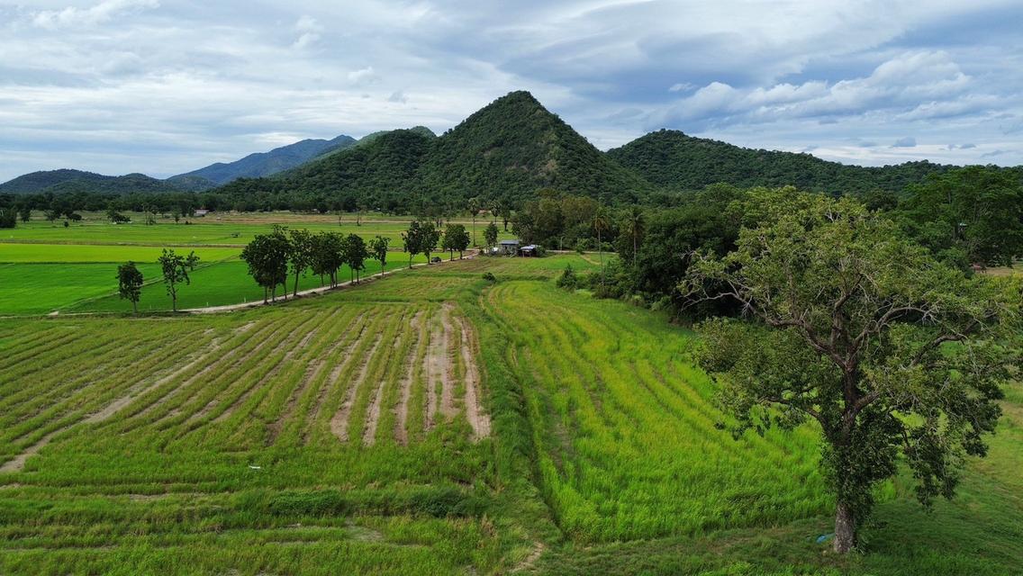 🏞️ ที่ดินบนเขื่อนวังร่มเกล้า 1 ไร่ 320,000 บาท วิวภูเขา เหลือเพียง 6 แปลงสุดท้าย 12