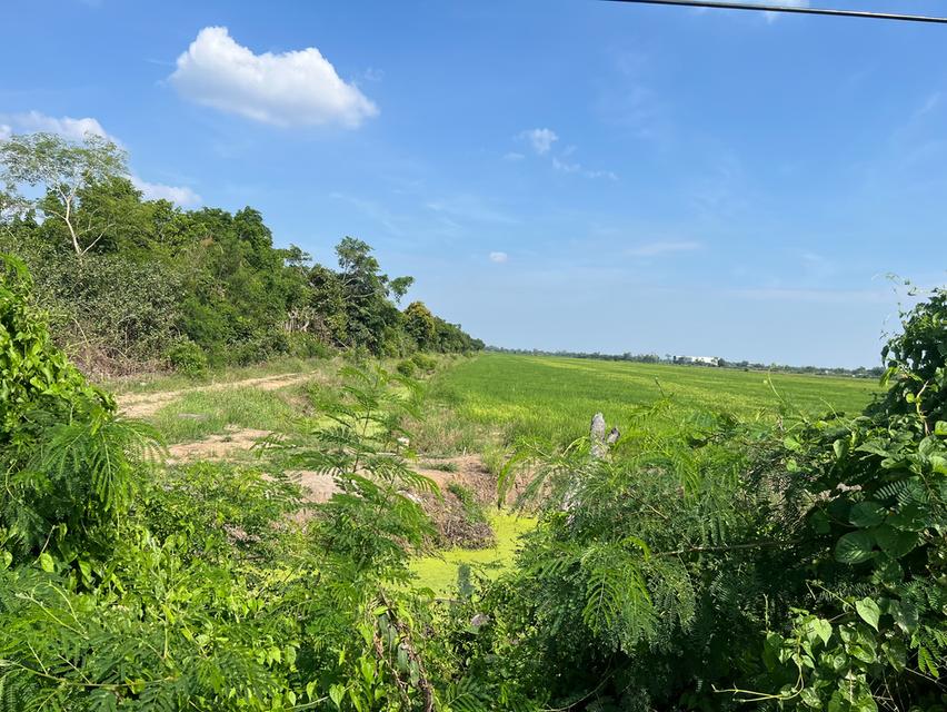 ขายด่วน ที่ดิน 100ไร่ ติดถนนเลียบคลอง 13 สายกลาง ปทุมธานี 8