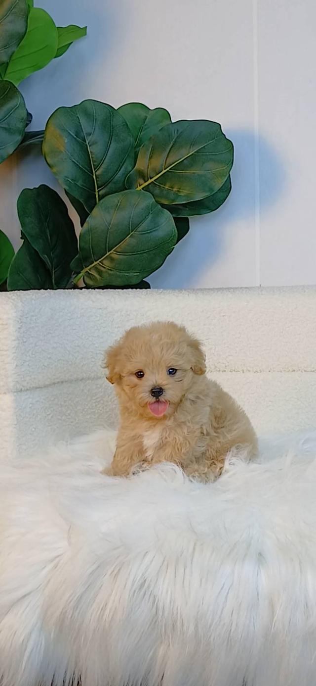 maltipoo มอลติพู เพศผู้ สีน้ำตาลขาว พร้อมวัคซีน5โรคเข็มแรก ถ่ายพยาธิ ใบรับรองจากสัตว์แพทย์ รับประกันสุขภาพ ส่งได้ทั่วไทย รูปย่อยที่ 2