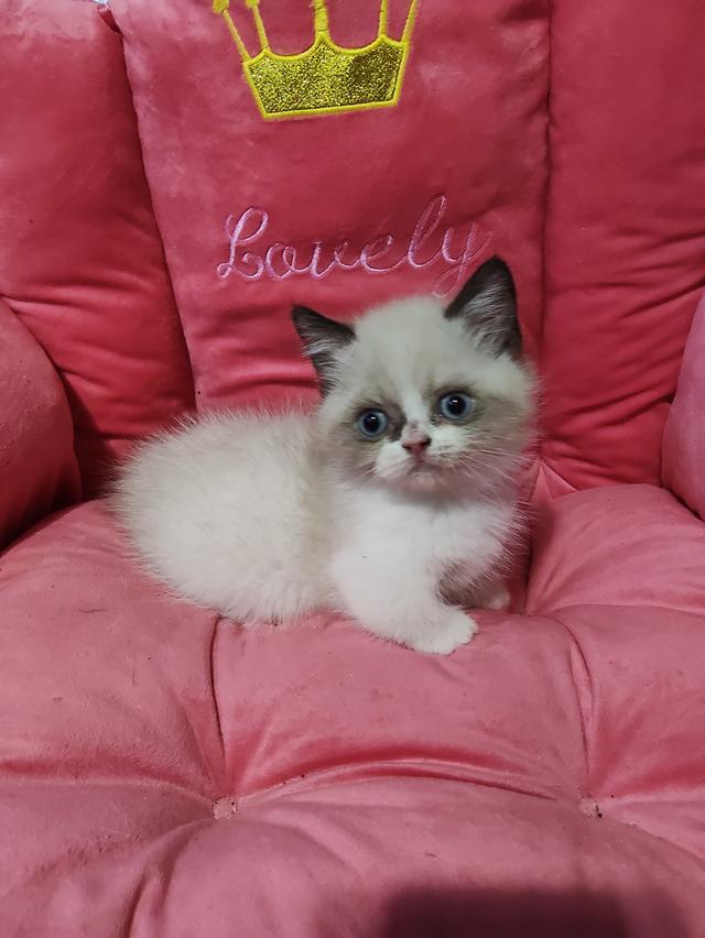 ลูกแมว ขาสั้น เพศชาย