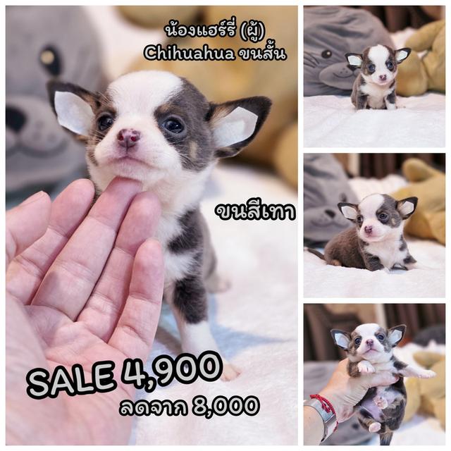 Chihuahuaขนสั้นหนุ่มหล่อน้องแฮร์รี่ตาโตขนสีเทา 8