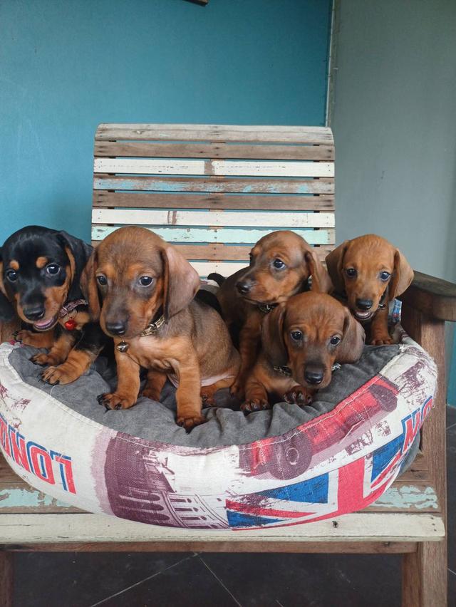 Dachshund puppies 2 months old 10