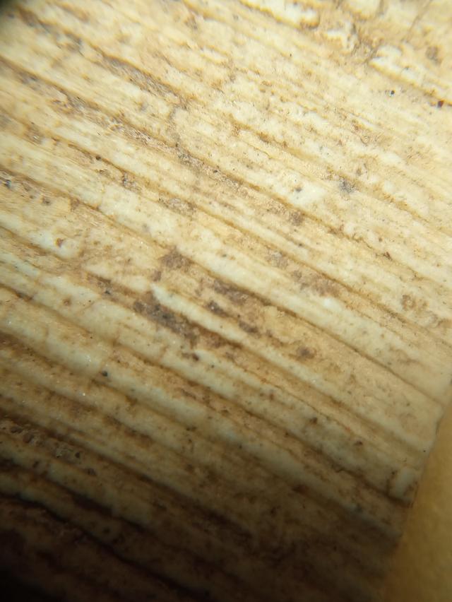 พระสมเด็จพิมพ์ฐานแซมหลังกาบหมาก รูปที่ 5