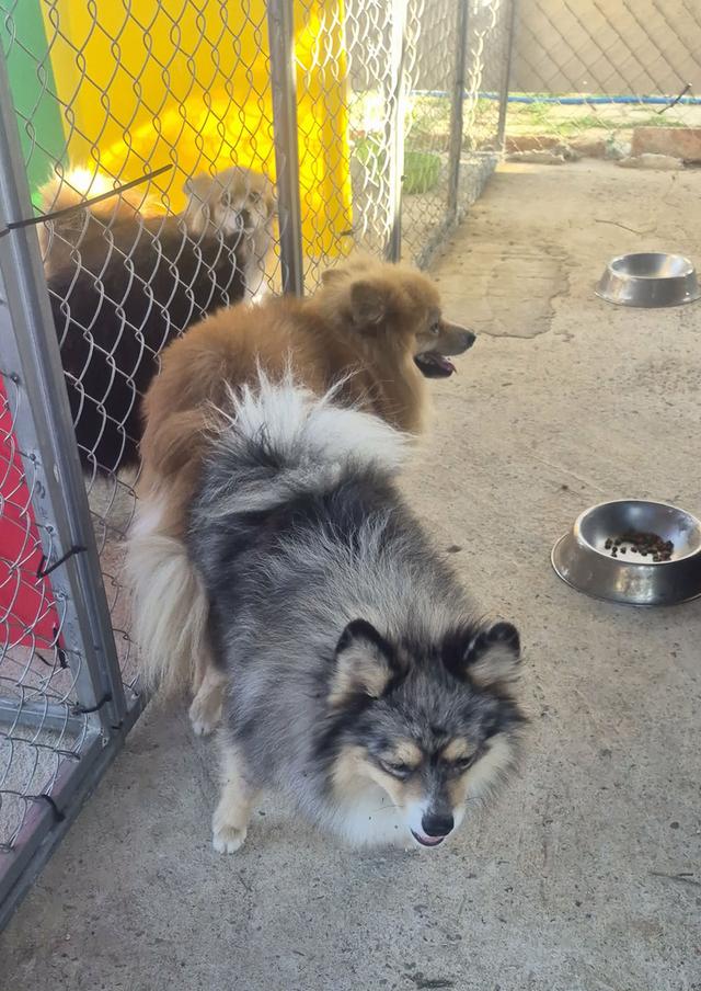 เปิดแบ่งแม่พันธุ์ปอม Blue Merle อายุปีกว่า #ผสมแล้วรอลุ้นท้อง พ่อพันธุ์สวย รูปที่ 7