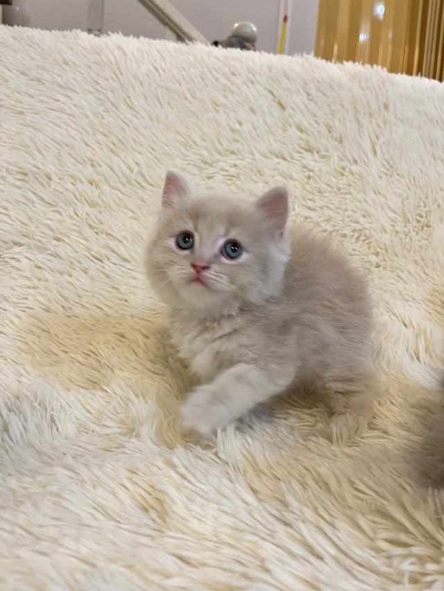 แมวเปอเซียแท้ สีครีม ลายเสือ รูปที่ 11