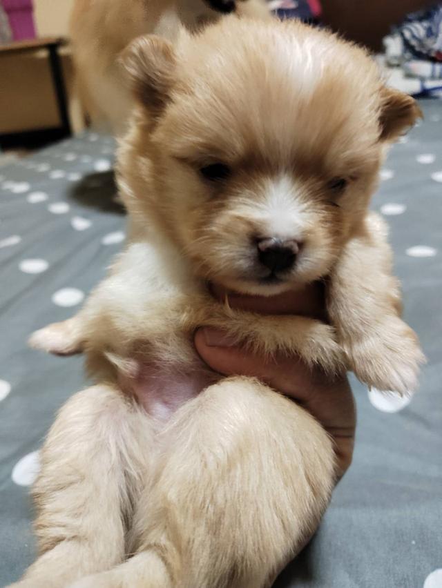 ปอมปอมแท้อยู่แถวมีนบุรีหทัยราษฎร์ รูปที่ 6