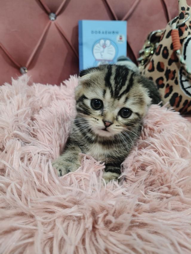 เด็กชาย หูพับ  พร้อมย้ายบ้าน🏡😍😻 รูปที่ 3