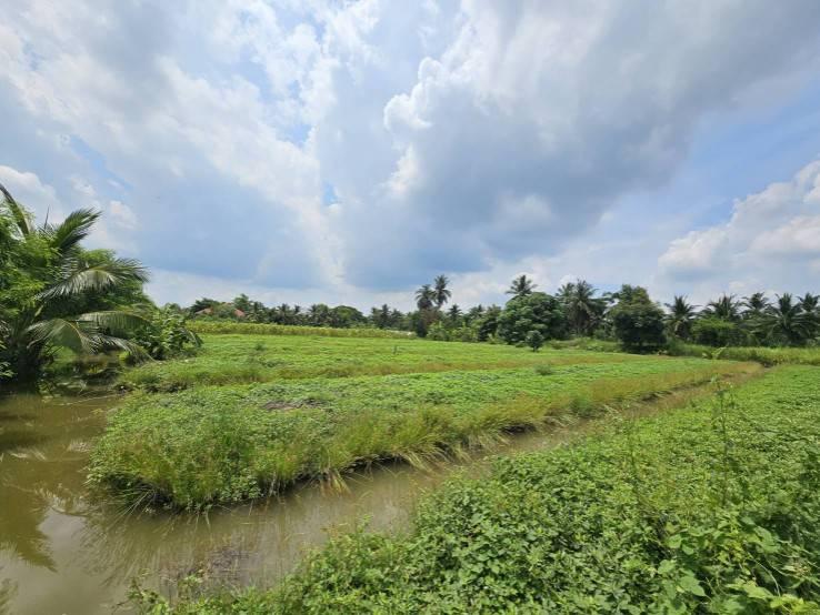 ขายที่ดินเปล่า แปลงสวย ซอยโรงช้อน หนองเสือ ปทุมธานี 5