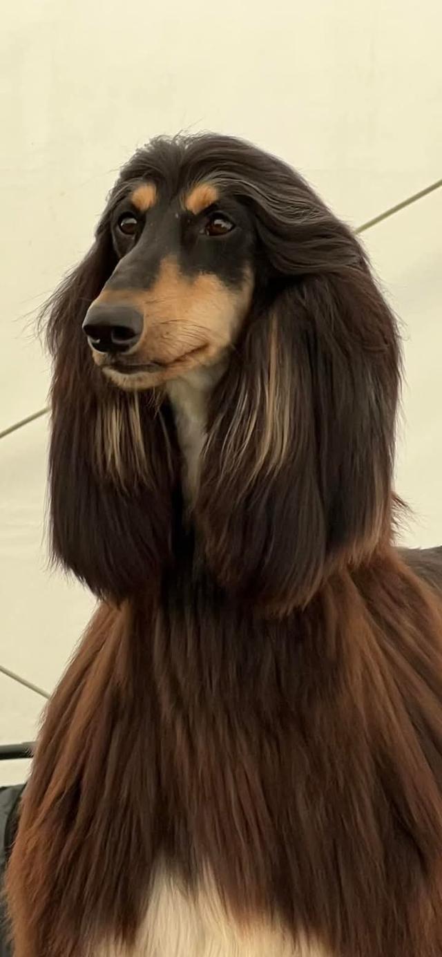 ขาย Afghan Hound หมาขนสวย 3