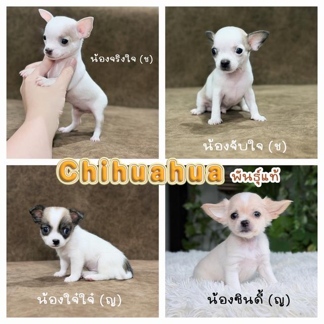 ชิวาวาพันธุ์แท้ไซส์ทีคัพ