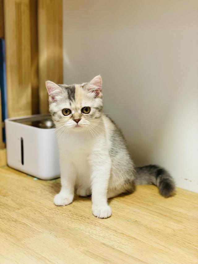 แมวมันช์กิ้นขายาว เพศหญิง รูปที่ 7