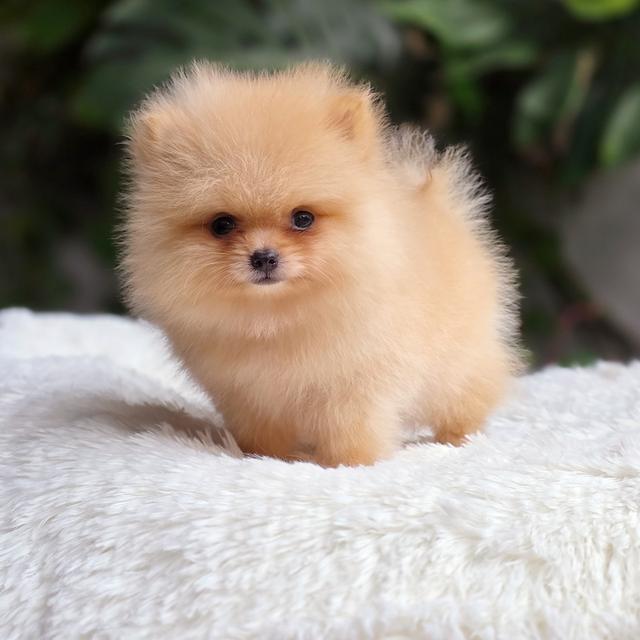 น้องไทเฮา ปอมทีคัพสีครีมเพศเมีย 4