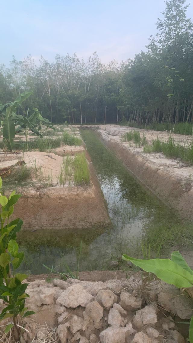บ้านพร้อมสวน เกษตร ผสมผสาน 16