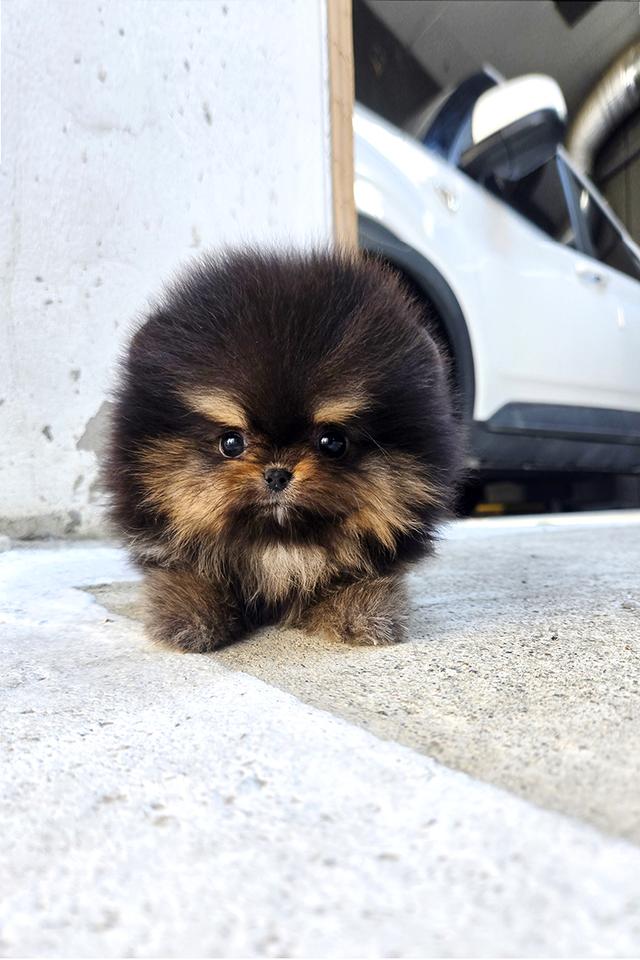 ปอมเมอเรเนียน Black & Tan หน้าหมี ขนาดเล็กมาก เพศผู้ นำเข้าจากเกาหลี รูปย่อยที่ 4