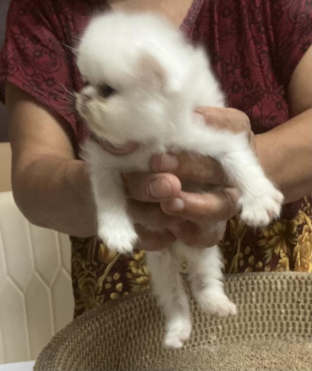 ลูกแมวเปอร์เซียหน้าบี้หน้าหล่น ขาว  รับน้องได้หลัง 23 มีค 69 เปิดกล้องดูก่อนได้ค่ะ รูปที่ 10