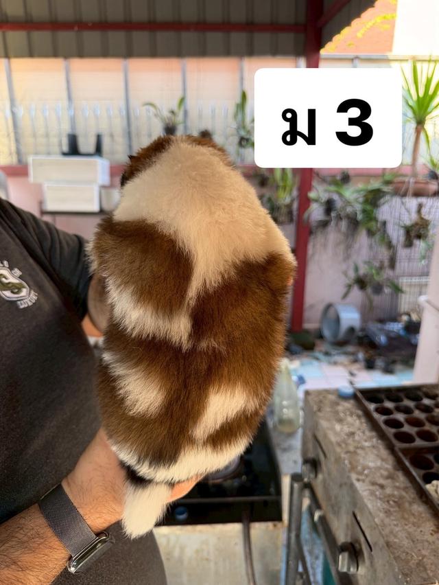 บางแก้วแท้ พ่อแม่สายประกวด เชื้อดี รู้ความสุดๆ #พร้อมใบเพ็ดชมรมบางแก้วประเทศไทย TBC สนใจทักได้ครับ 13